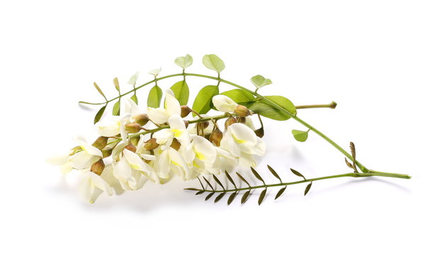 Blossoming acacia with leafs isolated on white background, black locust, Acacia flowers,  Robinia pseudoacacia (White acacia)