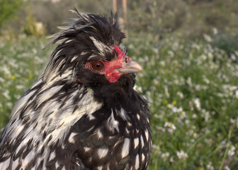 Rooster on the field.