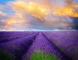Fototapeta na wymiar Lavender flowers field rows with summer blue and pink sunset sky with rainbow, Provence, France