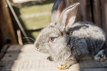 Naklejka premium The Flemish Giant is a breed of domestic rabbit on white background. A series of images