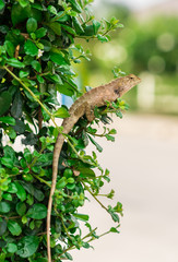 crested Lizard on bunch,thailand
