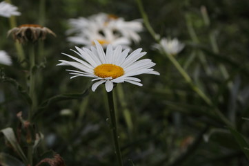 white daisy flower macro view