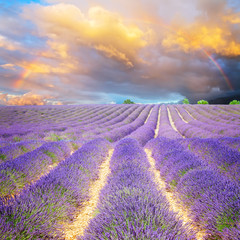 Fototapeta na wymiar Lavender flowers field rows with spectacular blue and pink sunset sky with rainbow, Provence, France