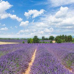 Obraz na płótnie Canvas rows of lavender field under summer blue sky with clouds, Provence France