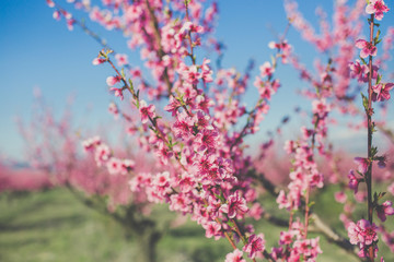 Garden of pink peach flowers