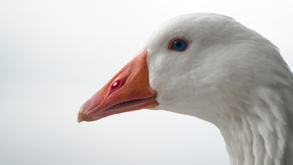 Emden Goose