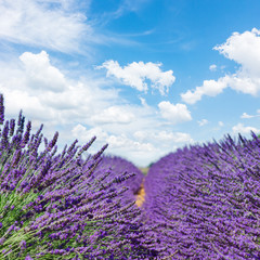 fresh Lavender field with summer blue sky close up with copy space on sky background, France © neirfy
