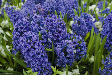Flowering blue Hyacinth (Hyacinthus orientalis) and white pansy flower plants growth in the flowerbed. Floral background, gardening. Spring holiday card, floral background. Selective focus
