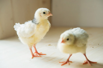 two yellow little chickens isolated on the white