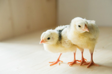 two of little yellow kid chick standing on white background use for animals theme and multipurpose
