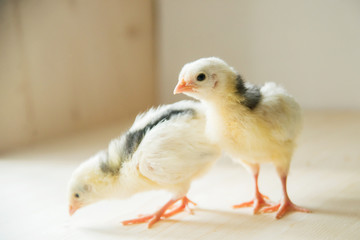 two of little yellow kid chick standing on white background use for animals theme and multipurpose