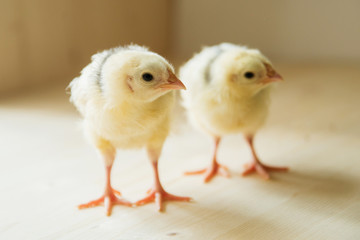 two of little yellow kid chick standing on white background use for animals theme and multipurpose