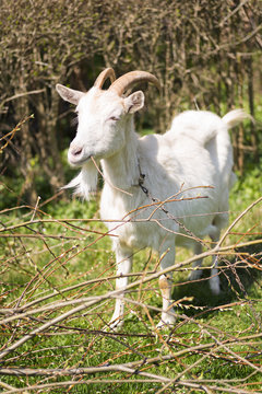 White goat graze on a meadow