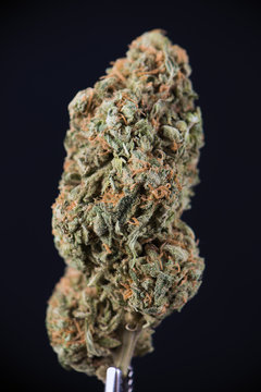 Dried cannabis bud (white widow strain) isolated over black