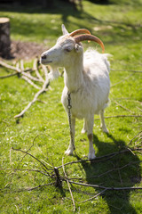 White goat graze on a meadow