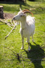 White goat graze on a meadow