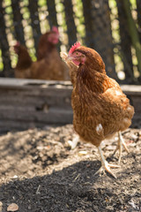 Chicken in garden