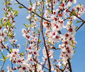 White-pink flowers of fruit tree on a background of blue sky