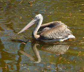 Dalmatian pelican (Pelecanus crispus)