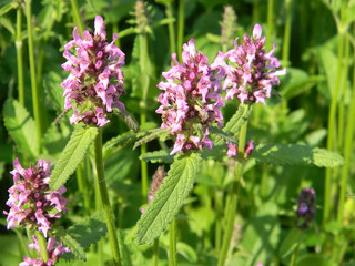 Betony - ¬Betonica officinalis. Medicinal plants, herbs in the garden.