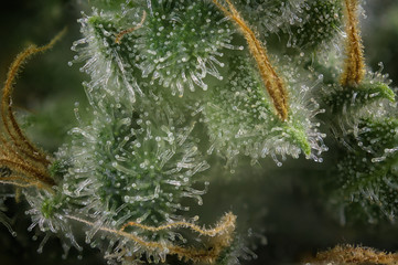 Cannabis bud macro (fire creek marijuana strain) with visible hairs and trichomes - 147673191