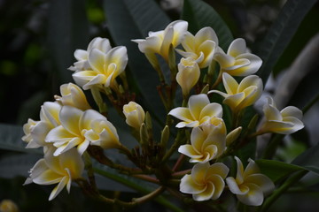 Fototapeta premium Natural Beauty - Flowers