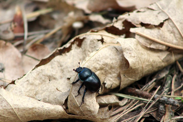 bug