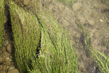 Grass in river