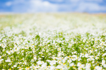 Field of daisy flowers in summer
