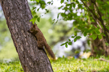 Cute red squirrel on tree branch