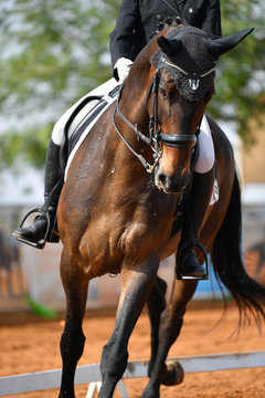 Dressage rider on a bay horse