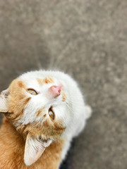 Ginger kitten looks from below