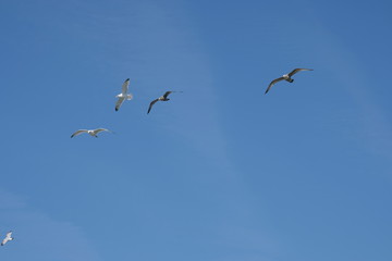 Seagulls against blue sky