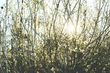 flourishing forest in sunlight. Vintage look