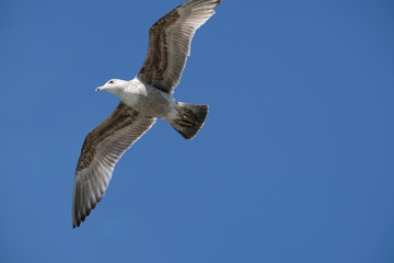 Seagul against blue sky