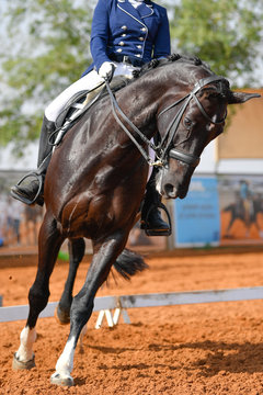 Dressage rider on a bay horse