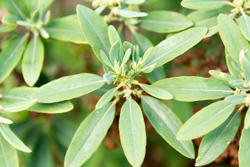 close up of a sheep laurel plant, one of the first springtime blossoming plants in germany