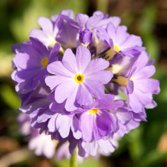 Close-Up portrait of a lilac primerose, one of the first springtime blossoming plants in germany
