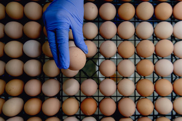 raw egg inpecting