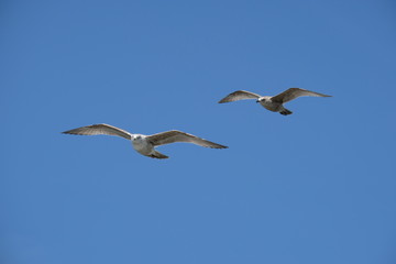 Seagulls against blue sky