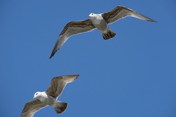 Seagulls against blue sky