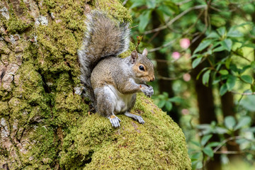 Grey Squirrel in a tree
