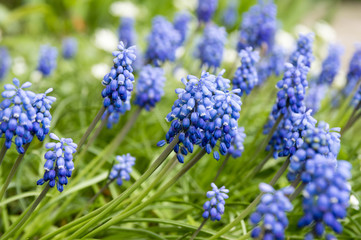 Muscari armeniacum, blue spring bubous flowers in bloom