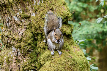 Grey Squirrel in a tree