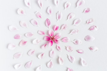 top view on round pattern of sacura flowers laying on white background. Concept of love and spring. Dof on sacura flowers. Flat lay.