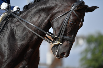 Close up of a bay dressage horse head
