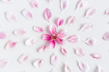 Fototapeta na wymiar top view on part of round pattern of sacura flowers laying on white background. Concept of love and spring. Dof on sacura flowers.