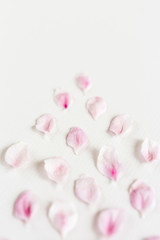 close up of light and soft sacura petals on white background. Concept of love. feeling of spring.