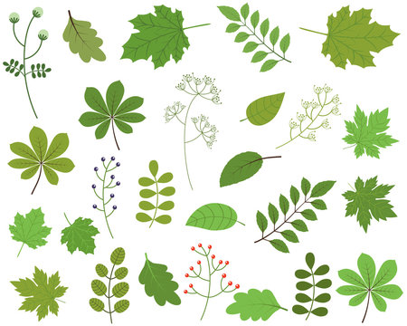 Green leaves vector set on white background, spring and summer foliage