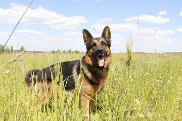 Dog german shepherd and grass around in a summer